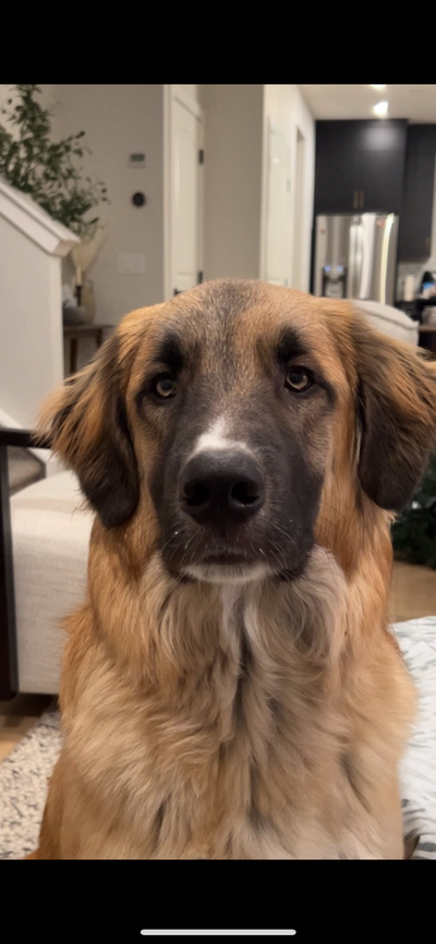 Louie is Looking for a New Home, View more