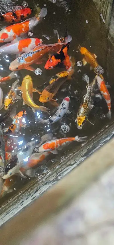 I am moving my personal collection out to the pond and im pulling some of my larger koi up to the sa...