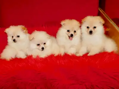 Chiots  loulou Pomeranien de disponible, View more