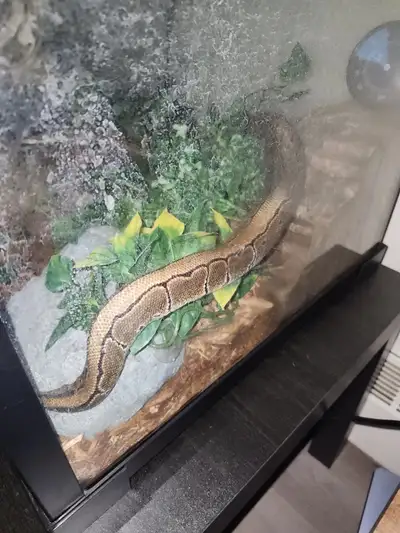  pinstripe Leopard ball pythons , View more