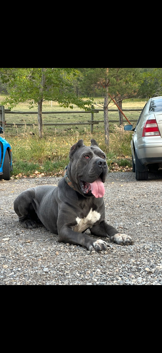 CANE CORSO in Dogs & Puppies for Rehoming in Calgary