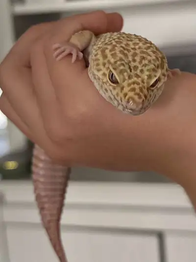 Leopard gecko, View more