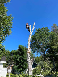 Tree trimming and tree removal 