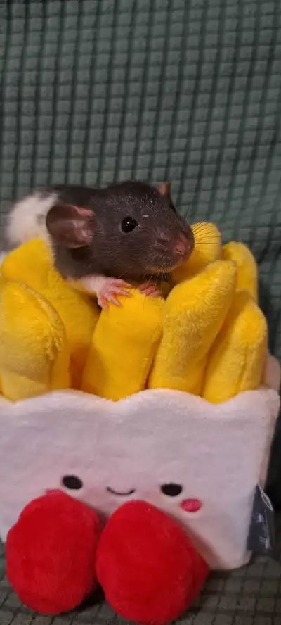 Baby rats, ready at 8 weeks of age, handled daily. Black and whites, dumbest, siamese, blue hooded a...