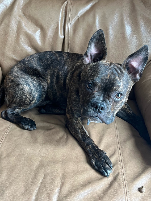 Boston Terrier  dans Chiens et chiots à adopter  à Lanaudière