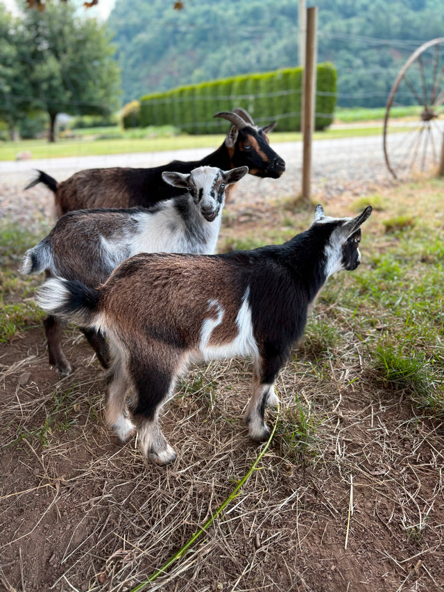 Nigerian Dwarf Goat Wethers in Livestock in Chilliwack - Image 2
