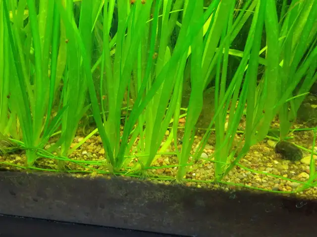Vallisneria Aquarium plants in Fish for Rehoming in Calgary - Image 3