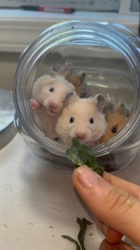 adorable rex baby hamsters