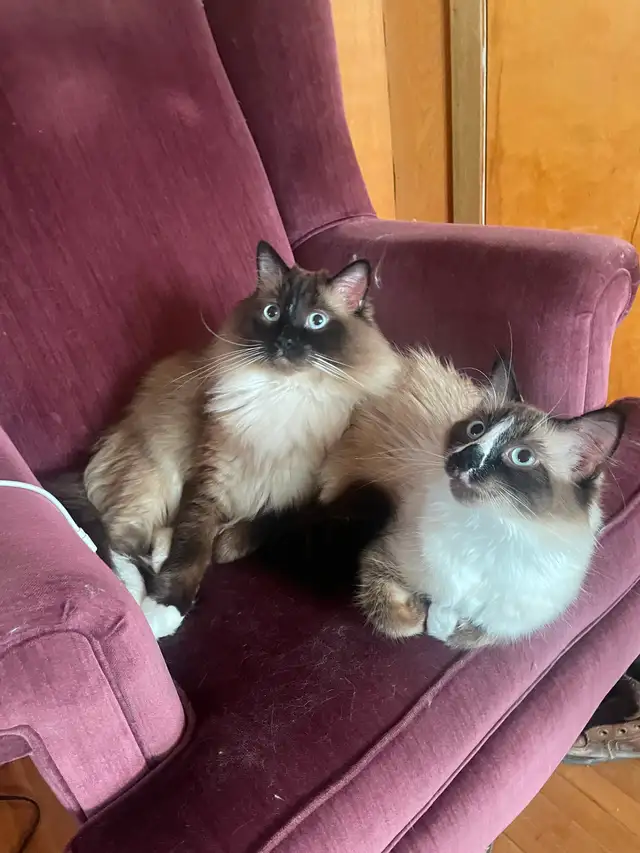 Ragdoll cat for free to good home