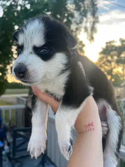 Purebred Siberian Huskies For Sale!, View more