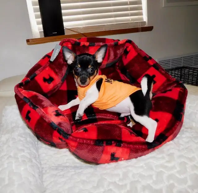 Chiotschihuahua male de 2 mois1/2 in Dogs & Puppies for Rehoming in City of Montréal - Image 10