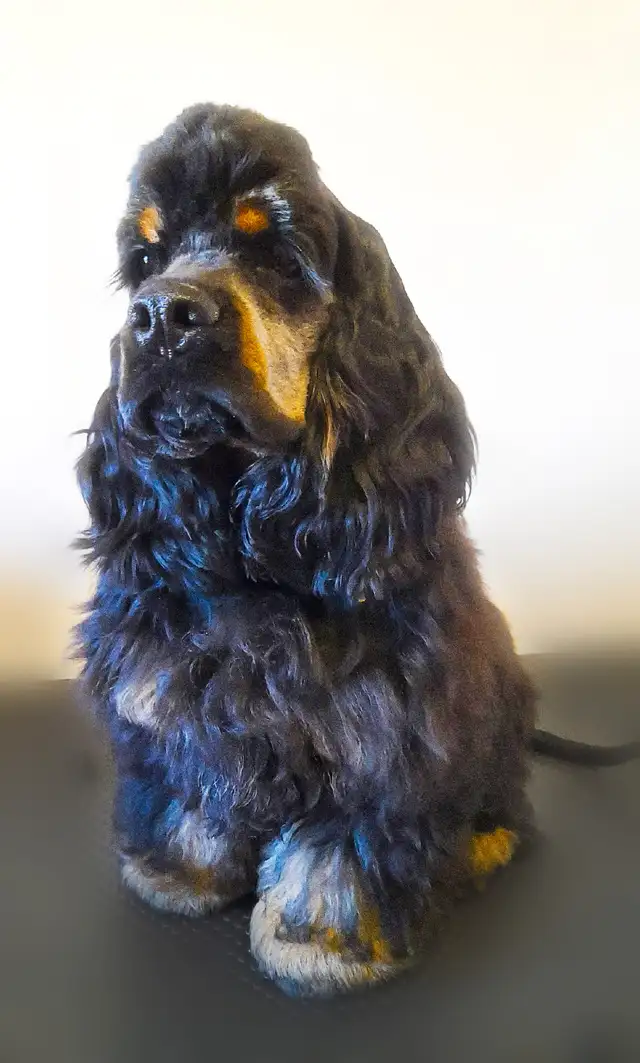 Canadian Cocker Spaniel Purebreed Puppies for RESERVATION!!!!! in Dogs & Puppies for Rehoming in St. Catharines - Image 11