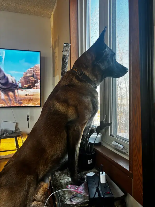 ONLY 4 BELGIAN MALINOIS PUPPIES LEFT in Dogs & Puppies for Rehoming in Edmonton - Image 11