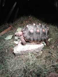 Rehome your tortoise 