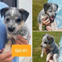 Australian Cattle Dogs (Blue Heeler) puppies for sale