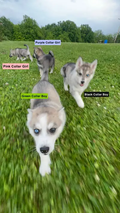 Purebred Siberian Husky pups 7 Weeks Old. Medium to large sized breed. ready on the weekend of June...