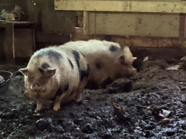 Julian female pigs in Livestock in Sudbury