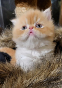 Pretty Paws Cattery has 3 Gorgeous Persian Kittens Available 