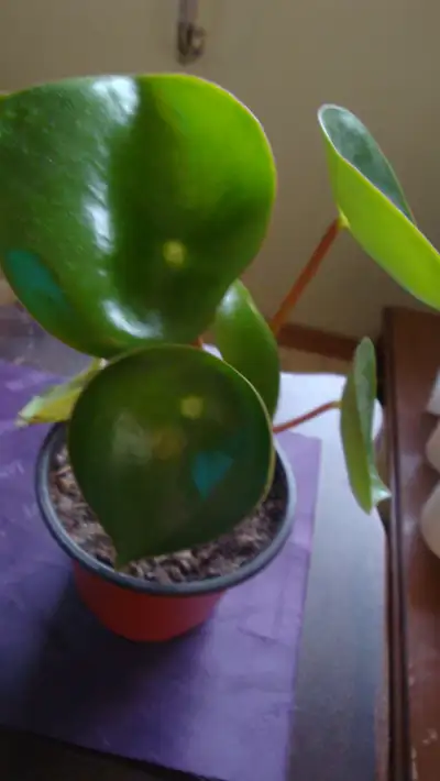 RAINDROP PEPEROMIA HOUSEPLANT P/U QUEENSLAND SE, View more