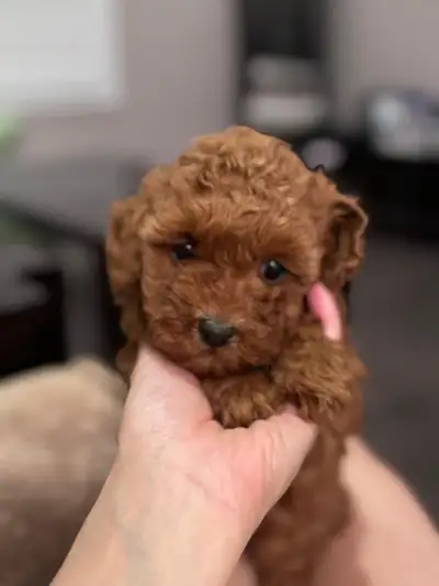 Red Toy Poodle Puppies , View more