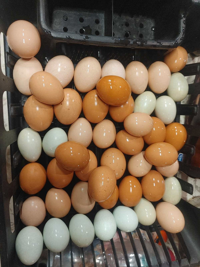 Farm fresh eggs !! in Other in Barrie