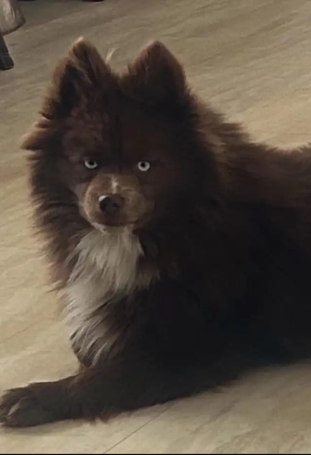 Beautiful Long Haired Blue eyed Pomskys (Pomeranian x Husky) in Dogs & Puppies for Rehoming in St. Albert - Image 5