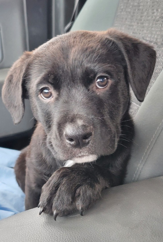 ***only 2 left**** 2 sweet Lab x puppies Dogs & Puppies for Rehoming