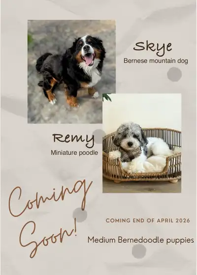 Mini Bernedoodle puppies (COMING SOON), View more