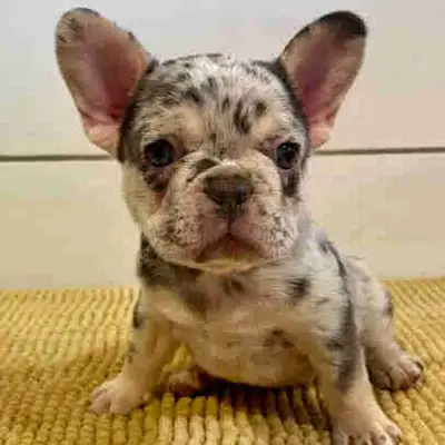 Beautiful French Bulldog Puppies, View more