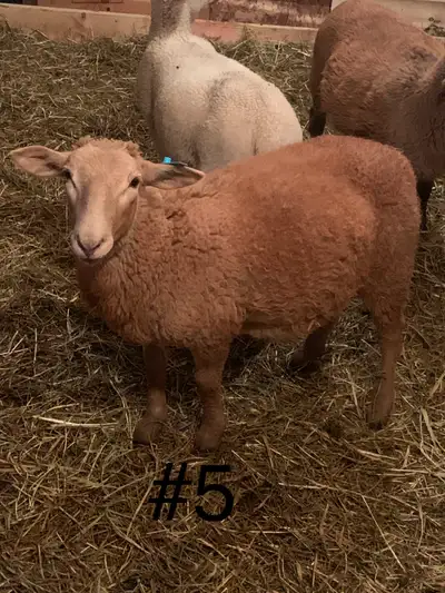 Katahdin Ram Lambs, View more