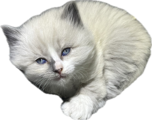Gorgeous Ragdoll Cross kittens in Cats & Kittens for Rehoming in Mission