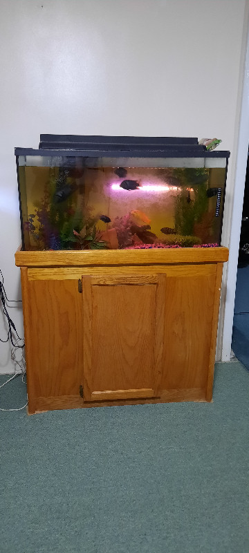 Fish tanks for sale in Fish for Rehoming in Peterborough