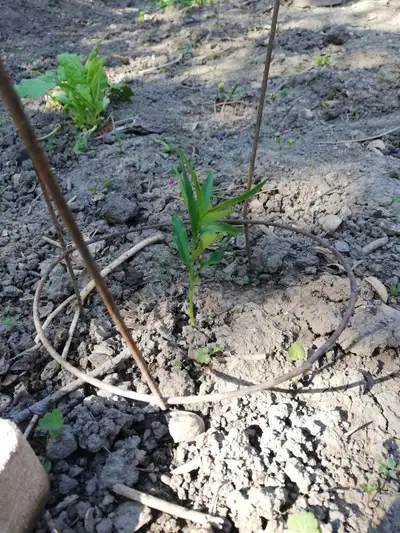 Fruit trees Cherry Peach Apricot flat beans fennel sunroot etc, View more
