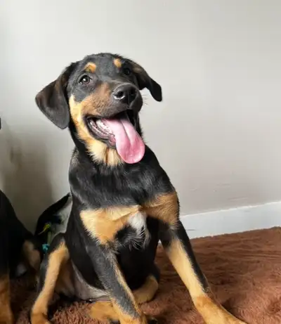 Wonderful Puppy ✨, View more
