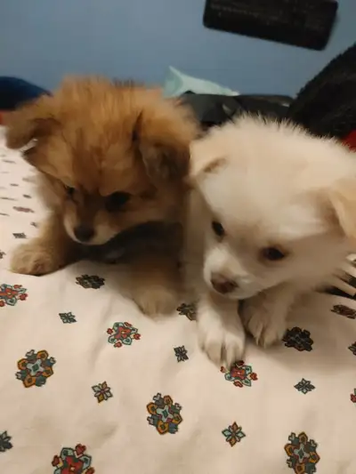 Pomchi puppies, View more