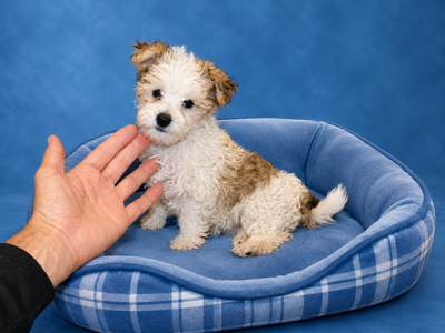 Chiot Maltipoo( 514--998-7902), View more