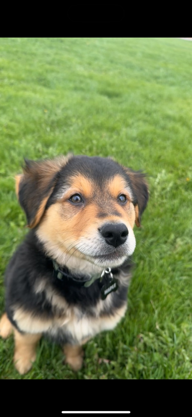 Golden Retriever x German Shepherd Puppy in Dogs & Puppies for Rehoming in Mississauga / Peel Region