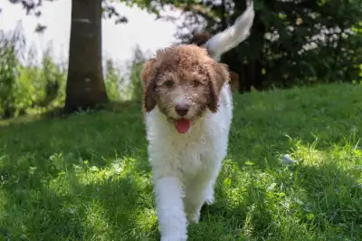 Aussiedoodle F1B , View more