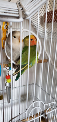 lovebirds in Canada - Kijiji Canada