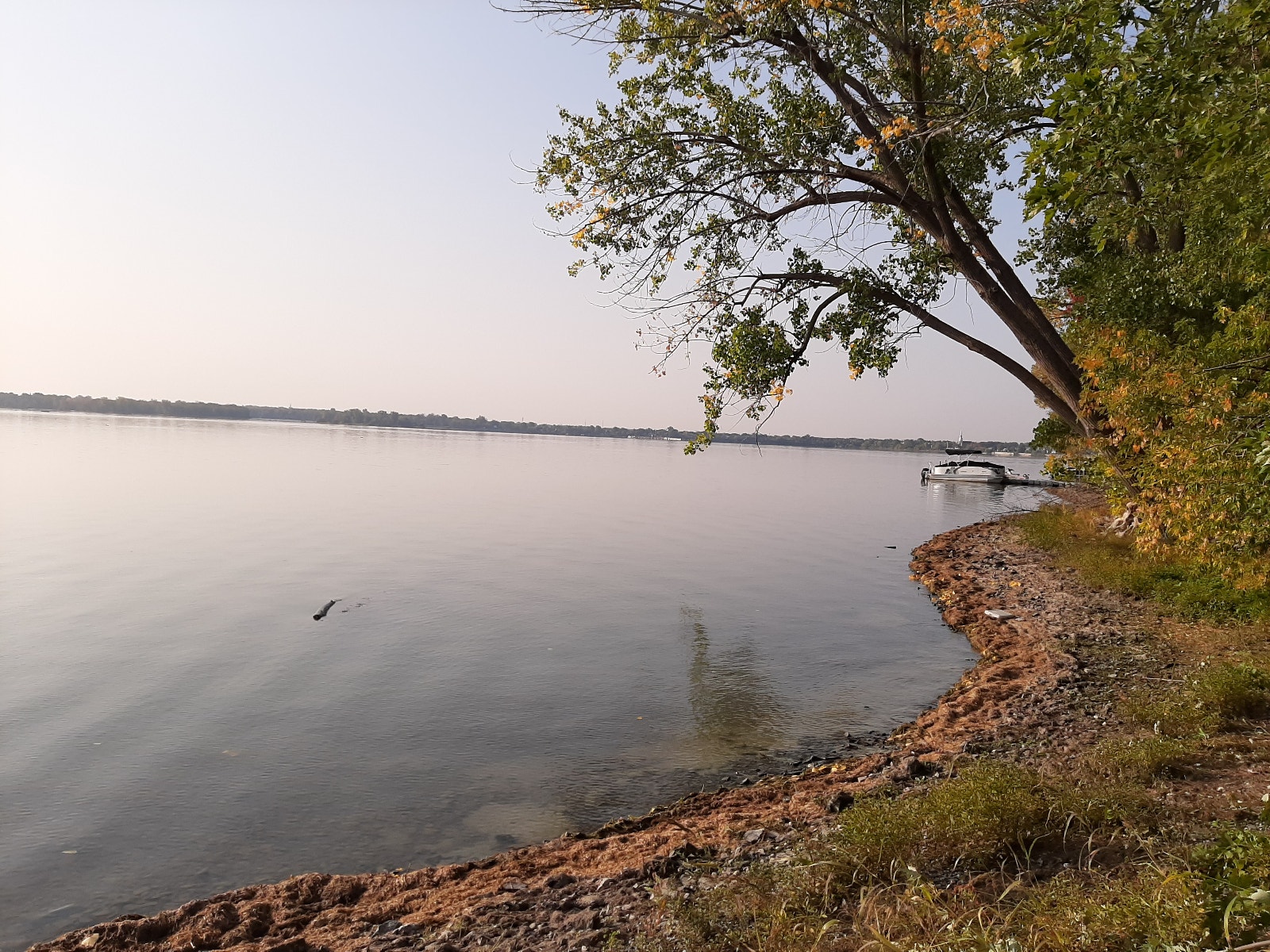 RARE BORD de L'EAU,dans BASSIN CHAMBLY, Carignan, île Goyer — photo 3