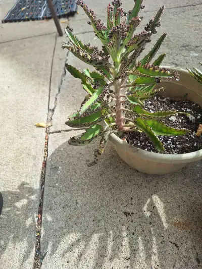 Dragons Backbone plants, View more