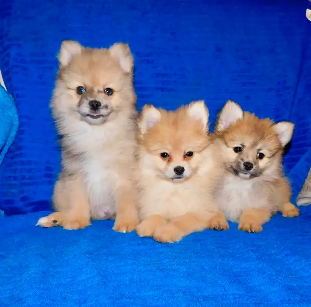 Pomeranian puppies (437-734-9480) in Dogs & Puppies for Rehoming in City of Toronto - Image 3