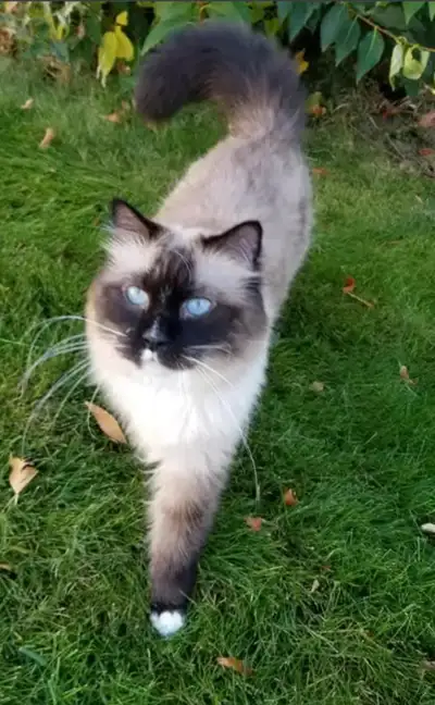Purebred Ragdoll, smart, affectionate, 8yrs old, View more