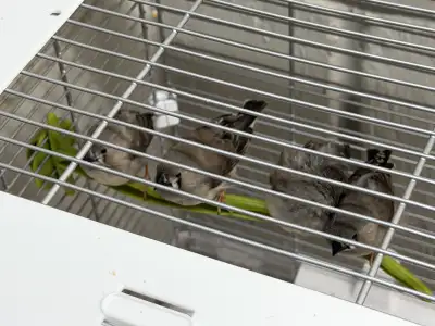 Selling 4 Zebra finch chicks. They are about 6 weeks old. Eating on their own. Have not gotten their...