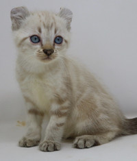 Highland Lynx kittens with blue eyes