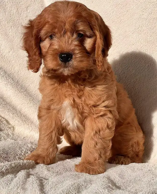 Mini cockapoo puppies in Dogs & Puppies for Rehoming in City of Montréal - Image 4