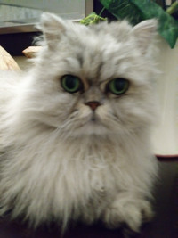 I am looking for Chinchilla Persian kitten to buy.