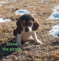 Purebred beagle puppies 