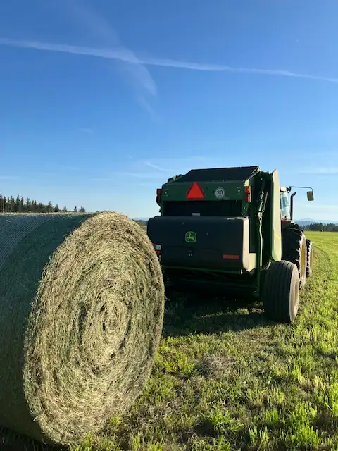 Hay for Sale in Livestock in Cranbrook - Image 3