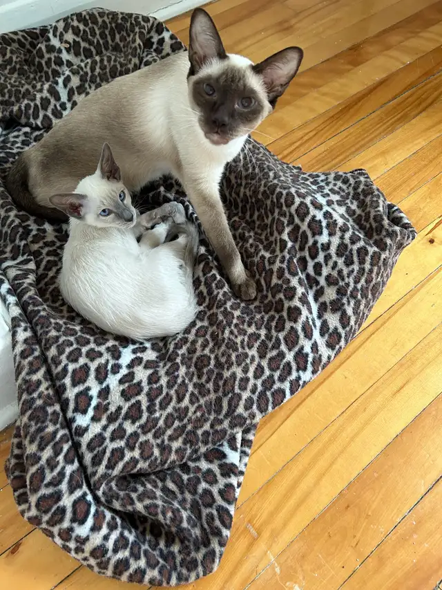 ❤️❤️❤️Bébé chatons pure siamois ❤️ Baby Siamese in Cats & Kittens for Rehoming in City of Montréal - Image 10